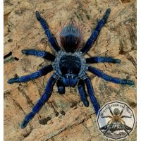 Pterinopelma sazimai/Iridescent blue 2cm body size (DC) [F]